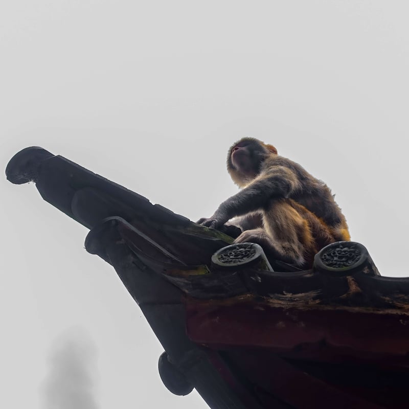 A macaque on a temple roof