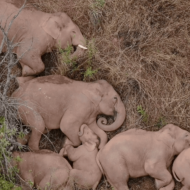Wild Asian elephants resting in Xishuangbanna